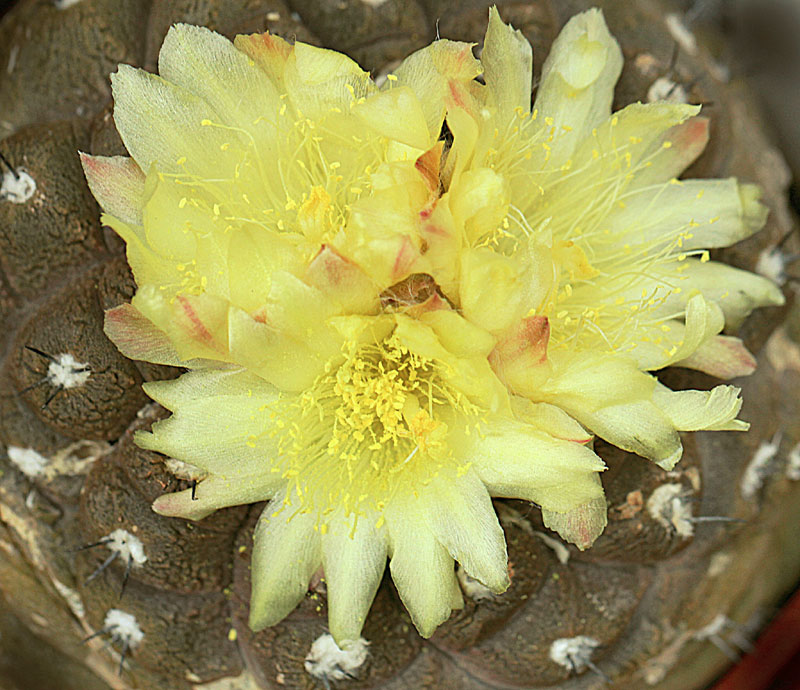 Copiapoa hypogaea